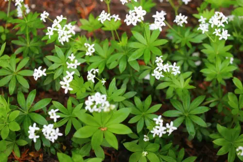 Blühender Waldmeister, der auf einem Waldboden wächst. [Foto: AdobeStock_Perovskia]