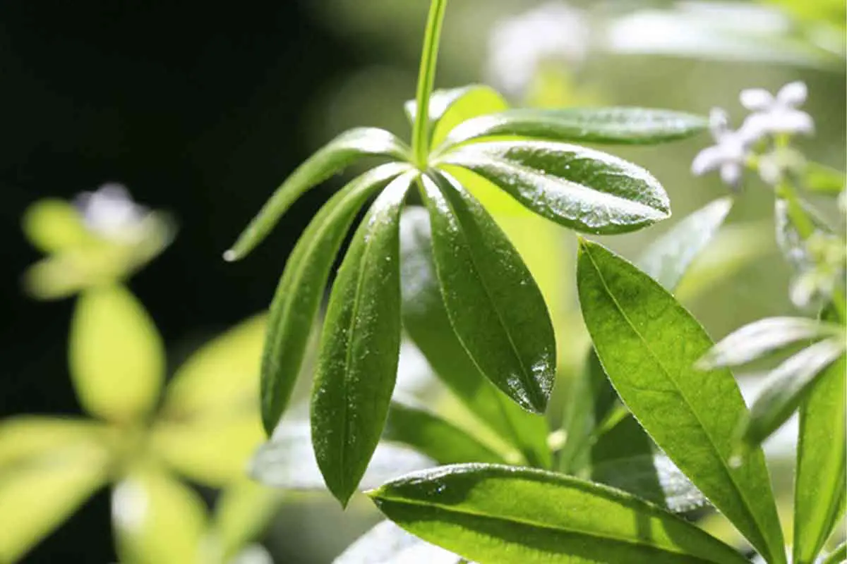 Hier sieht man die für Waldmeister typischen quirlständigen, schmalen Blätter. [Foto: © GartenFlora/Sabine Rübensaat]