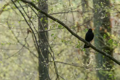 Amsel sitzt in einem deutschen Laubmischwald auf einem Ast [Foto: AdobeStock_Simon]