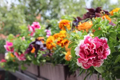 Balkonblumen in Blumenkaesten [Foto: AdobeStock_c3media]