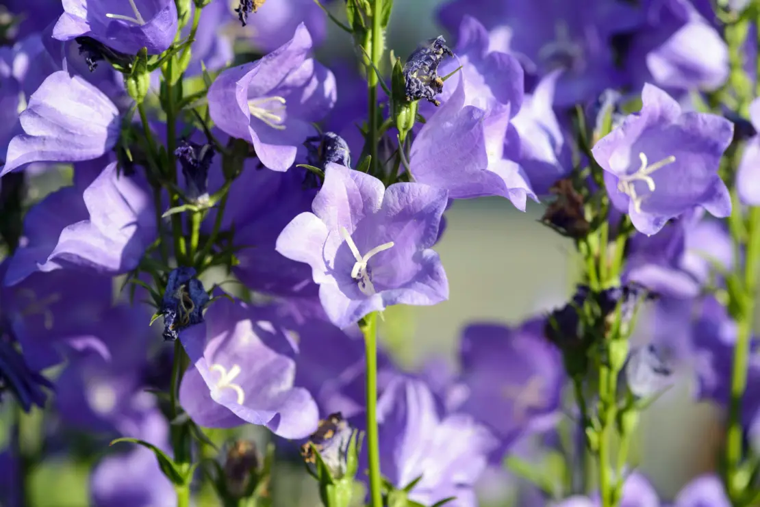 Violettfarbene Blüten der pfirsichblättrigen Glockenblume in der Nahaufnahme. Foto: AdobeStock_gkphotoart2012