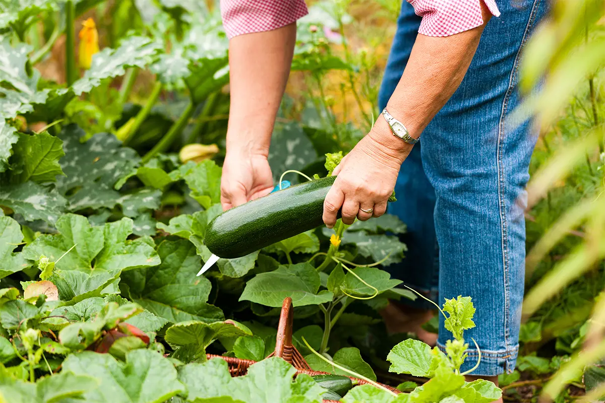 Zucchini ernten Foto: AdobeStock_Kzenon