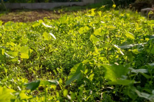 Gründüngung im Garten. Foto: AdobeStock_Olga