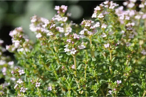 Thymian Foto: AdobeStock_Jean-Marie Polese