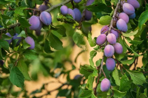 Zwetschgen-Erntezeit [Foto: AdobeStock_Allexclusive]