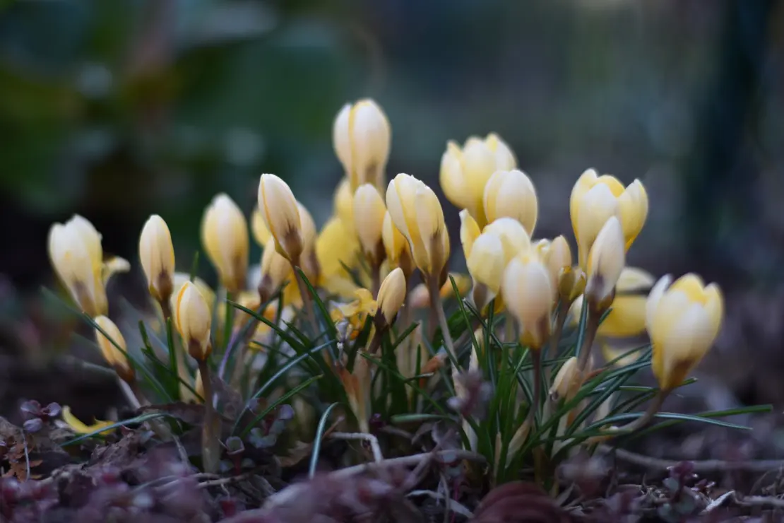 Gelbblühende Krokusse. Foto: AdobeStock_summersum