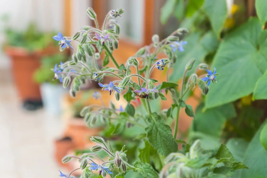 Eine Borretsch-Pflanze (Borago officinalis) mit blauen, sternförmigen Blüten und behaarten Knospen wächst in einem Topf auf einem Balkon. Die grünen Blätter der Pflanze sind leicht gezackt und behaart. Im Hintergrund sind verschwommen weitere Pflanzen in Terrakotta-Töpfen zu sehen und eine Holztür sichtbar.