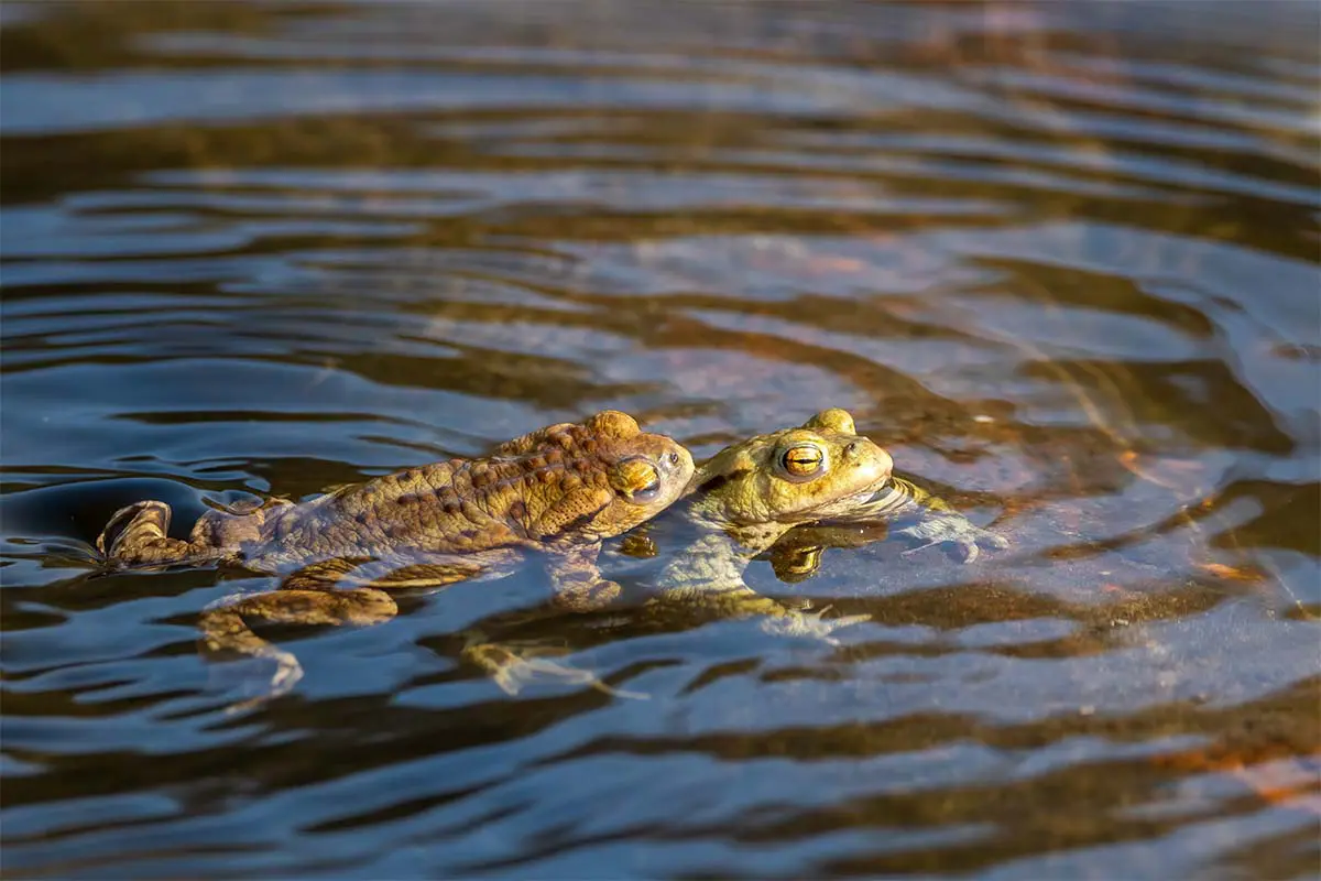 Erkorenen waehrend der Kroetenwanderung im Frühling [Foto: AdobeStock_Ms_pics_and_more]