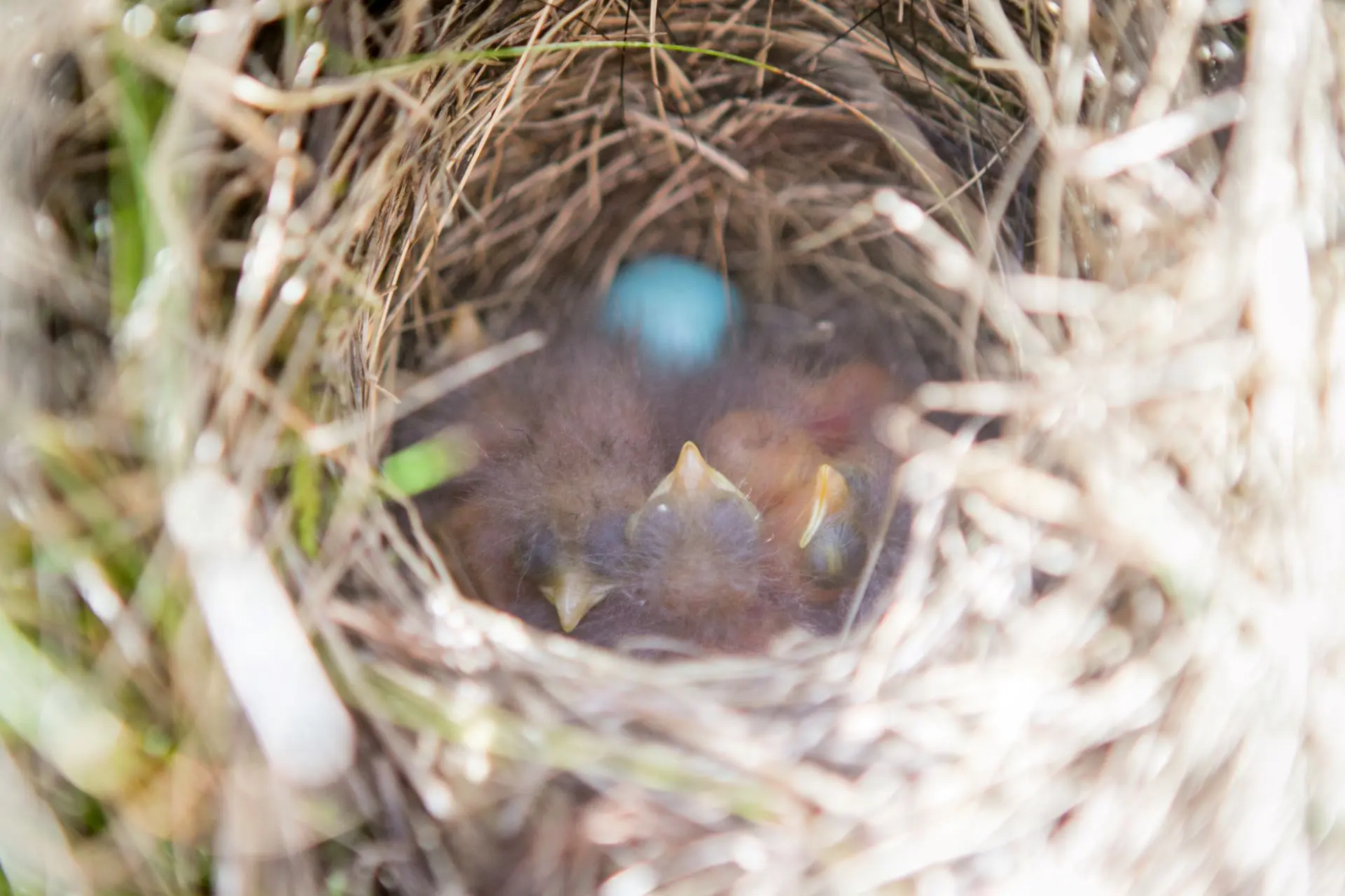 Zu sehen ist das Nest eines Braunkehlchens, das mit Eiern befüllt ist.