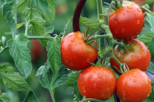 Zu sehen ist eine Tomatenrebe mit roten Früchten daran.