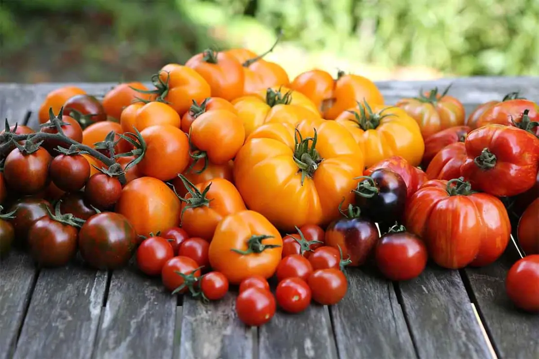 Viele verschiedene Tomaten in gelb, rot, orange und schwarz, die auf einem rustikalen Gartentisch ausliegen. [Foto: AdobeStock-Karina Gebert]