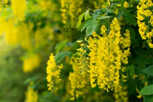 Goldregen mit langen gelben Blütenrispen. [Foto: AdobeStock_Mikhailov Studio]