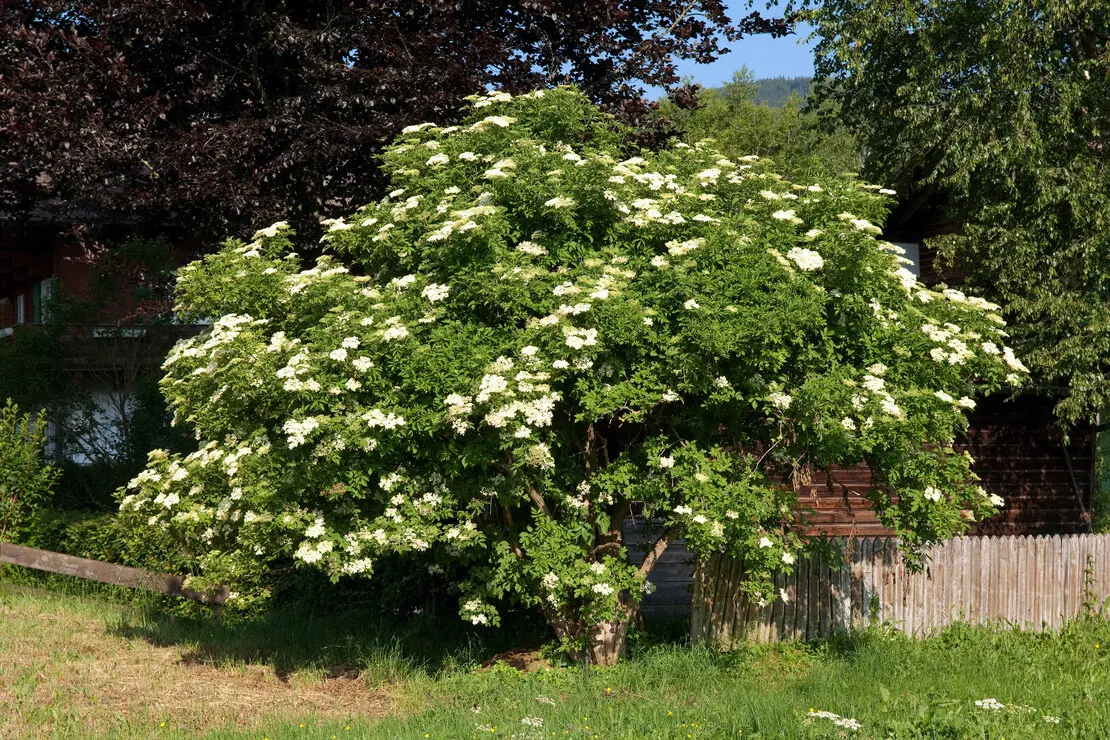 Blühender Holunderstrauch im Garten. Foto: AdobeStock_Ruckszio