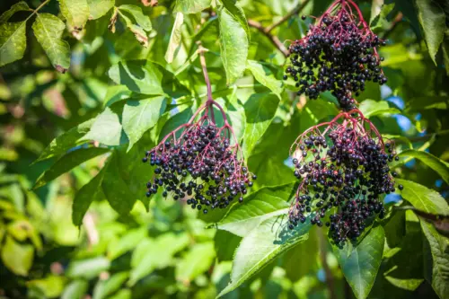 Holunder: Reife, schwarze Holunderbeeren am Strauch. Foto: AdobeStock_liandstudio