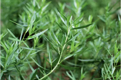 Estragon - Nahaufnahme aus einem Garten [Foto: AdobeStock_Miket]