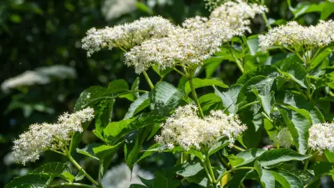 Weiße Blüten des Schwarzen Holunders an einem Strauch im Sonnenschein. [Foto: AdobeStock_Oleh Marchak]