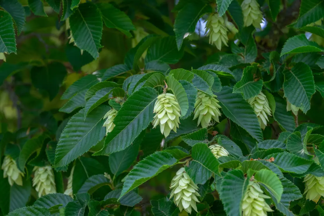 Fruchtstände der Hopfenbuche. Foto: AdobeStock_progarten