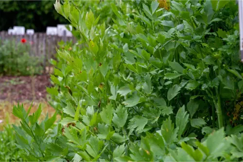 Liebstoeckel im Garten pflanzen und pflegen [Foto: AdobeStock_Barmalini]