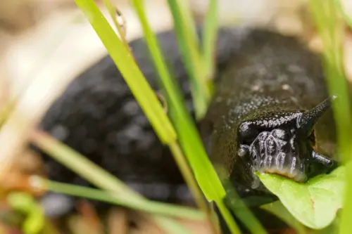 Eine schwarze Nacktschnecke frisst an einem Blatt.