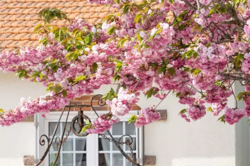 Kirschblüte oder auch Sakura in einem Vorgarten. Die rosafarbenen Blüten sind vor einem Haus mit einem hübschen Fenster zu sehen. [Foto: AdobeStock_Liu]