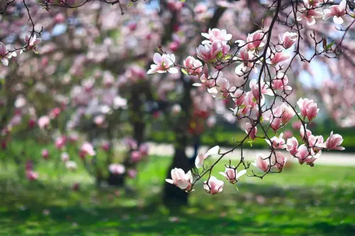 Der Zweig einer Magnolie im Sonnenlicht. Im Hintergrund sind eine Wiese mit anderen Baeumen und blauer Himmel zu sehen. [Foto: AdobeStock_kichigin19]