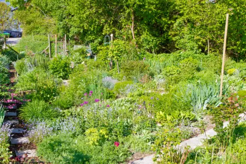 Ein blühender Garten im April mit verschiedenen Blumen, grünen Pflanzen und einem kleinen Pfad zwischen den Beeten.
