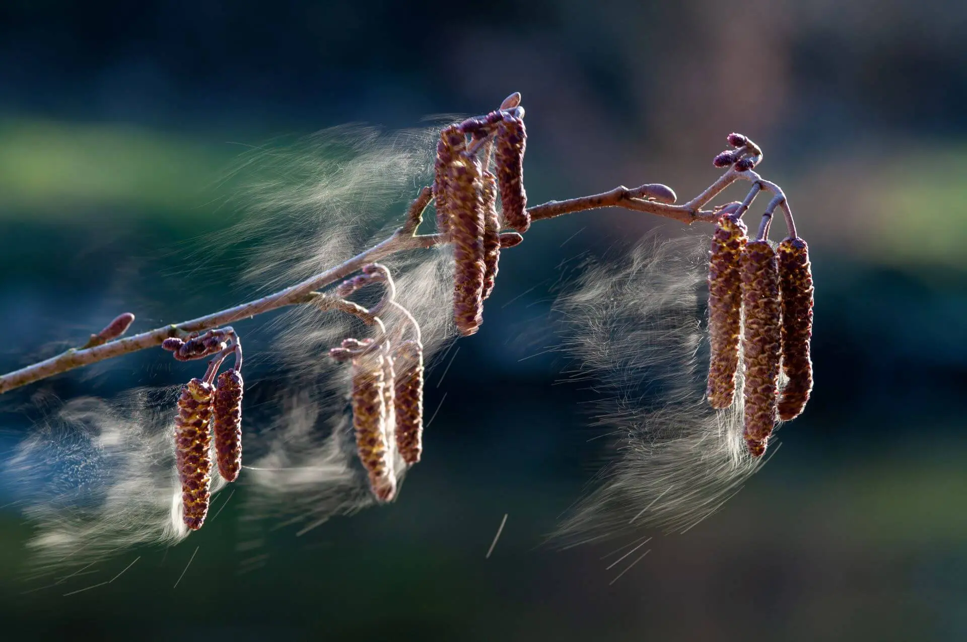 Die Blütenpollen der Schwarzerle werden durch den Wind verteilt.