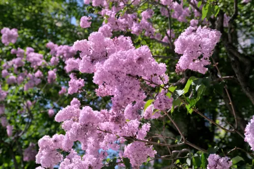 Ein Flieder, der üppig blüht, mit vielen rosafarbenen Blütenständen. Im Hintergrund sind größere Bäume und blauer Himmel zu sehen. [Foto: AdobeStock_聡 足立]