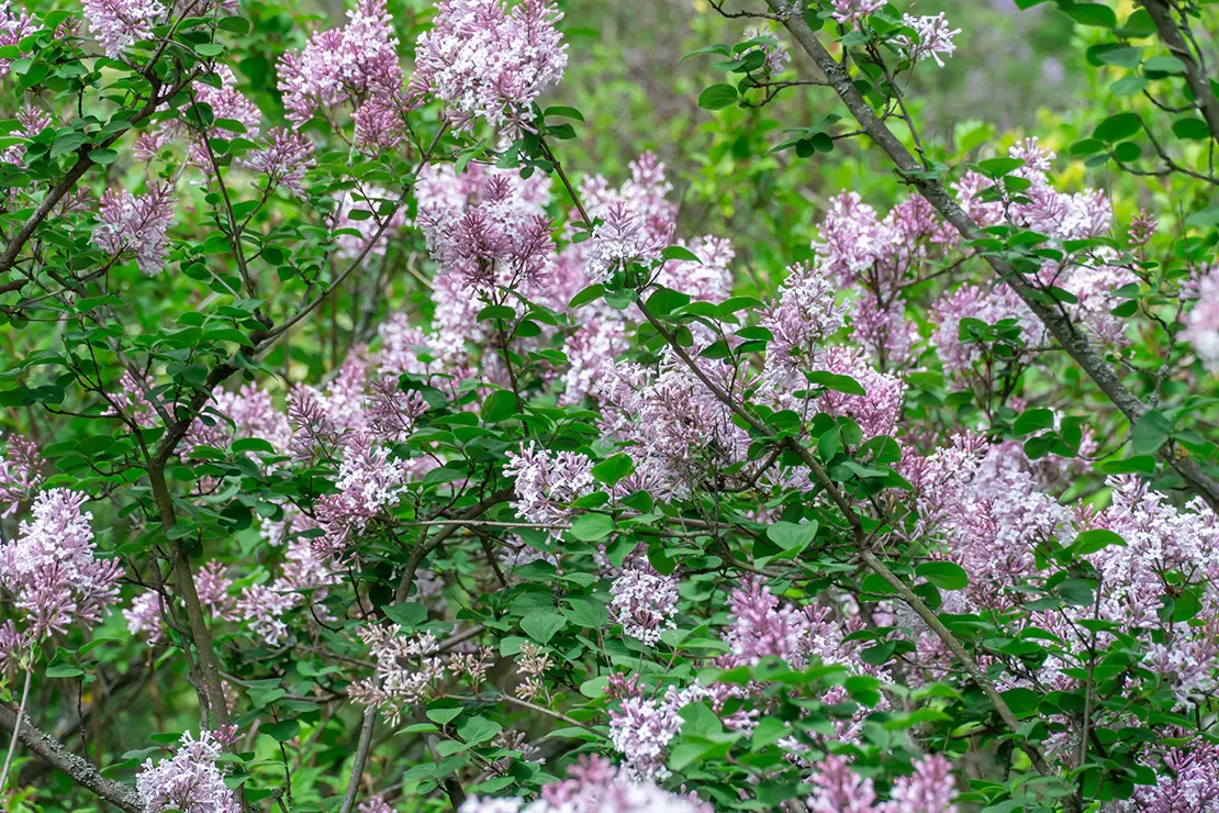 Blühender Flieder mit blassrosa Blütenrispen. 