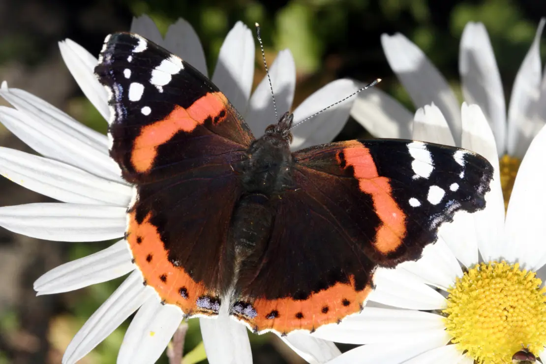 Der Schmetterling Admiral sitzt auf einer weißen Blüte.