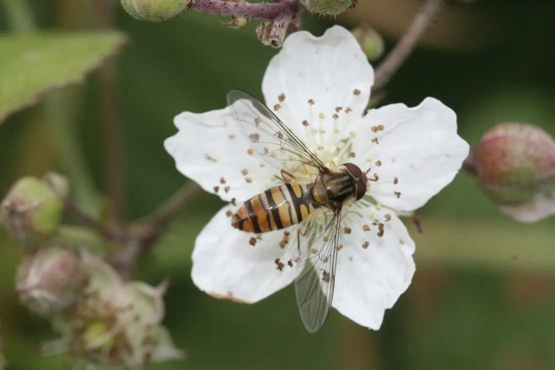 Hainschwebfliege auf weißer Blüte.