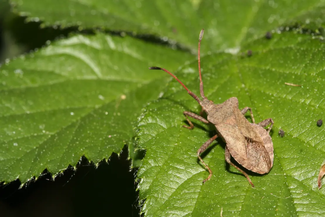 Lederwanze auf grünem Blatt.