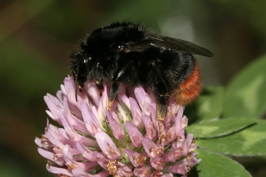 Steinhummel auf Kleeblüte.