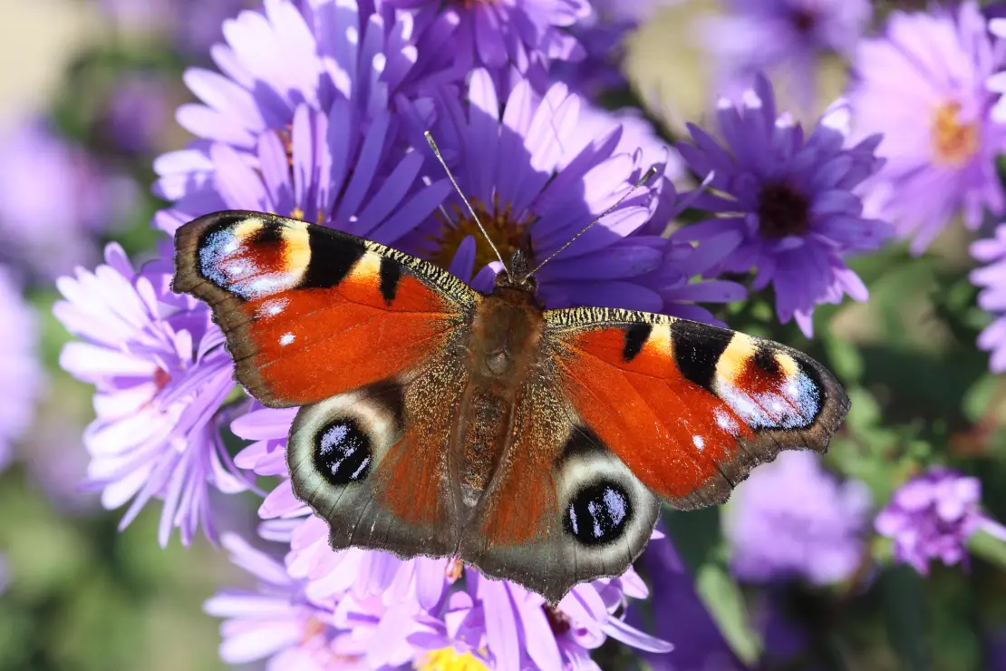 Tagpfauenauge auf violetter Blüte