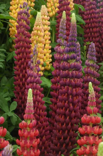 Lupine 'Masterpiece'