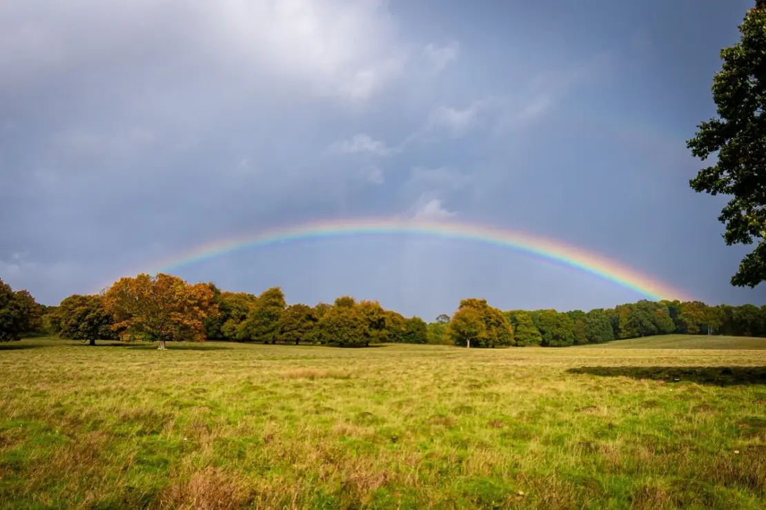 ein Regenbogen über einem Waldrand, davor eine Wiese und rechts angeschnitten ein Baum