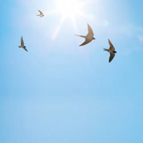 Rauchschwalben fliegen am blauen Himmel, im Hintergrund strahlt die Sonne und ihre Strahlen brechen sich leicht