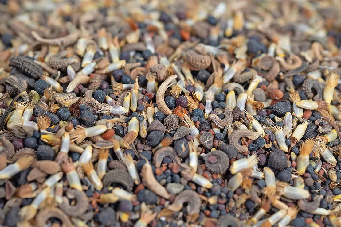 Ein Gemisch aus verschiedenen Wildblumensamen von oben fotografiert.