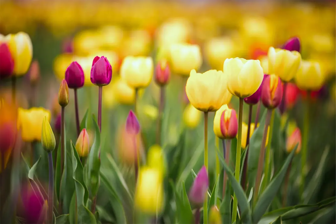 Gelbe und rosa Tulpen in einem Tulpenfeld