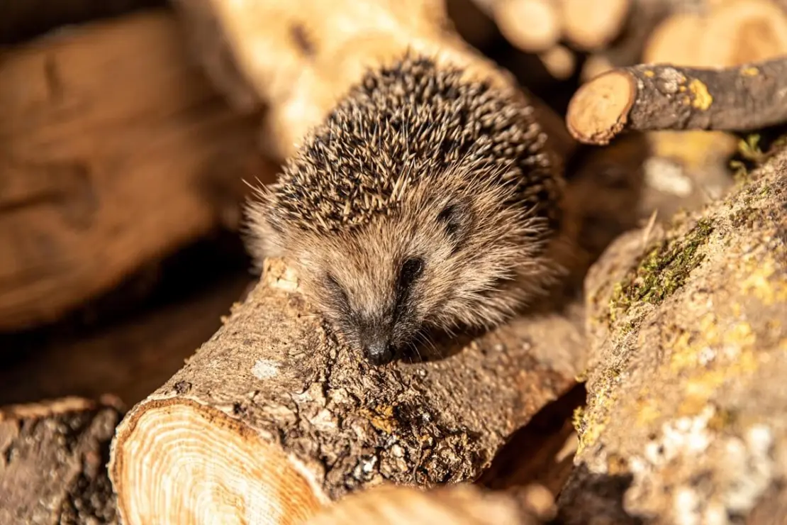 Igel im Sonnenlicht auf einem Holzhaufen