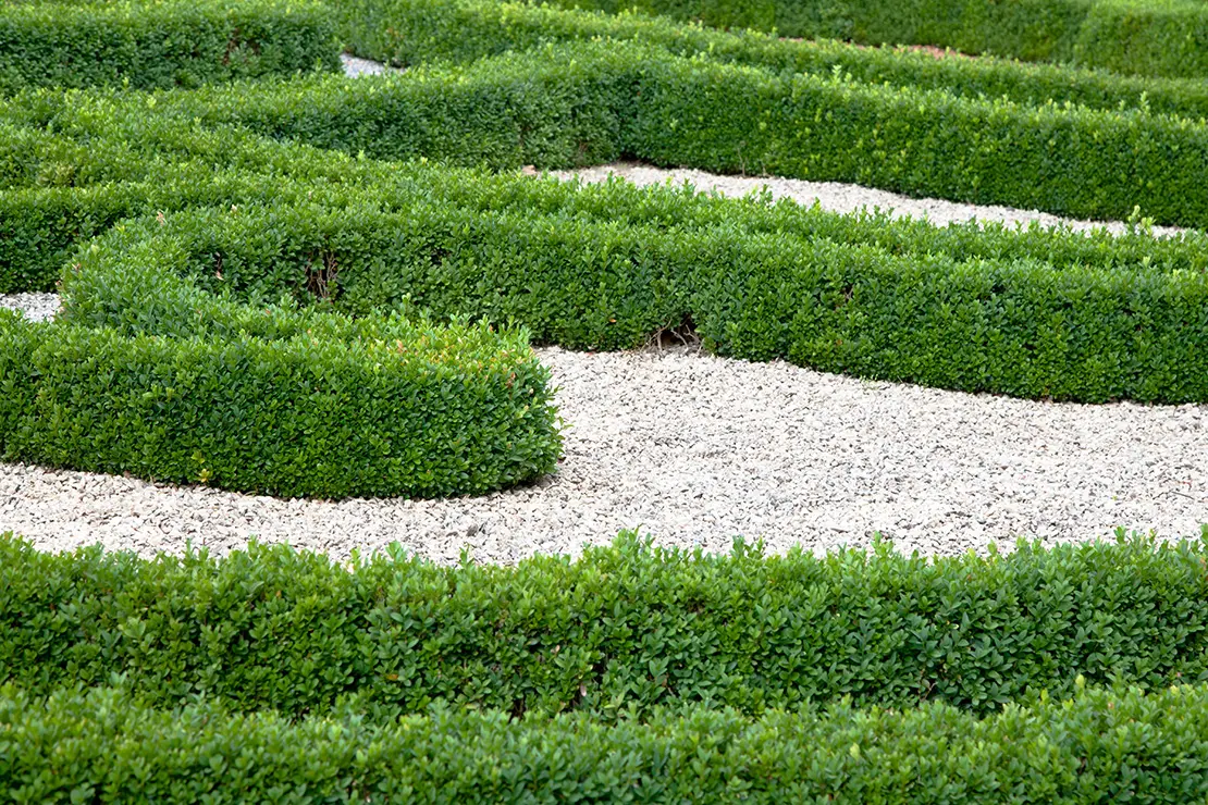 Niedrige Buchshecken in ornamentaler Form zwischen einer Kiesfläche.
