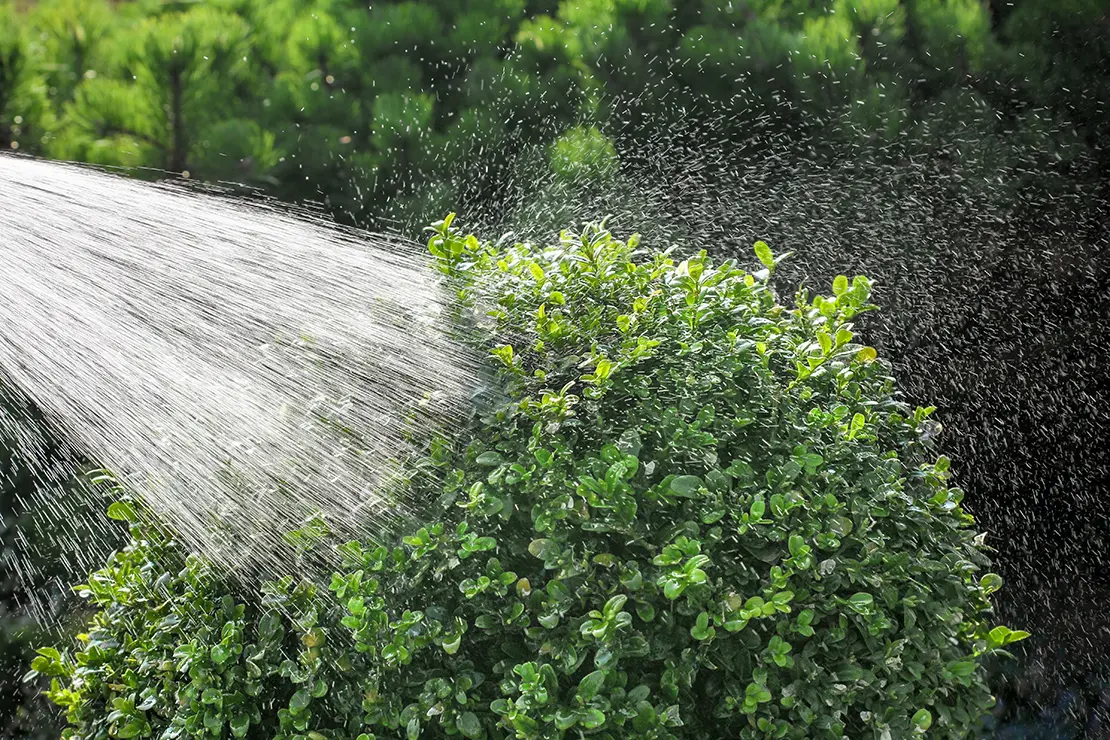 Ein dichter, grüner Buchsbaum wird mit feinem Wasserstrahl bewässert, Wassertröpfchen sprühen in alle Richtungen.