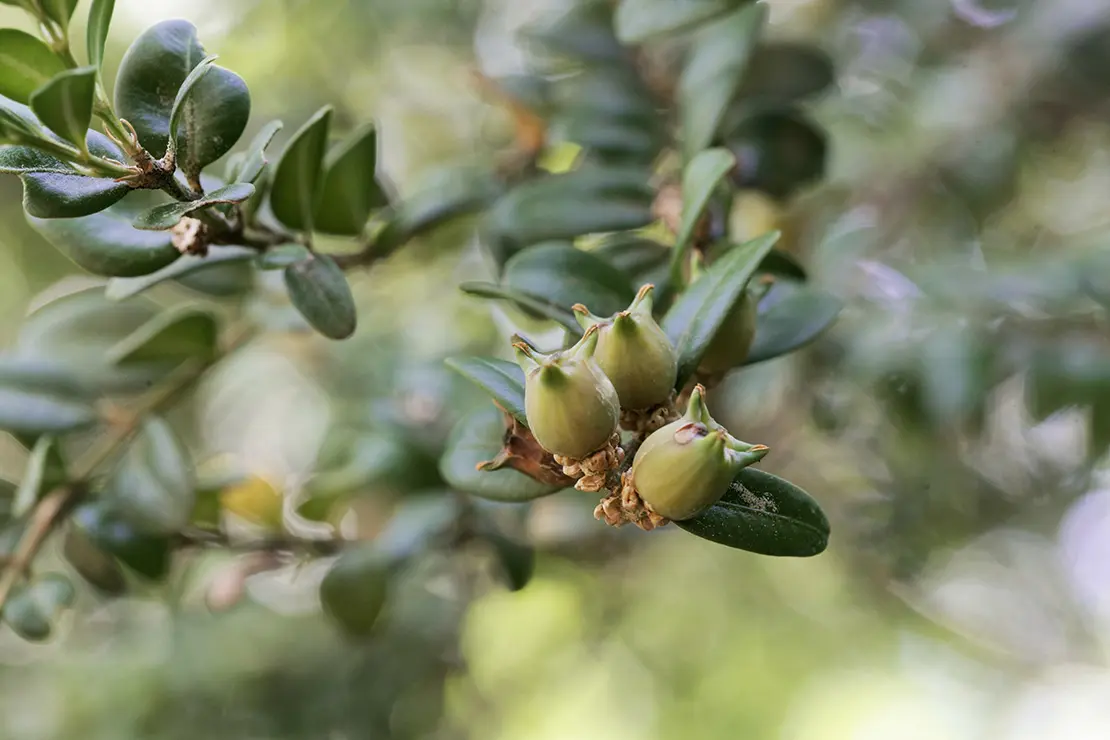 Nahaufnahme eines Buchsbaumzweigs mit mehreren kleinen, unreifen, grünen Fruchtkapseln zwischen glänzenden, dunkelgrünen Blättern.