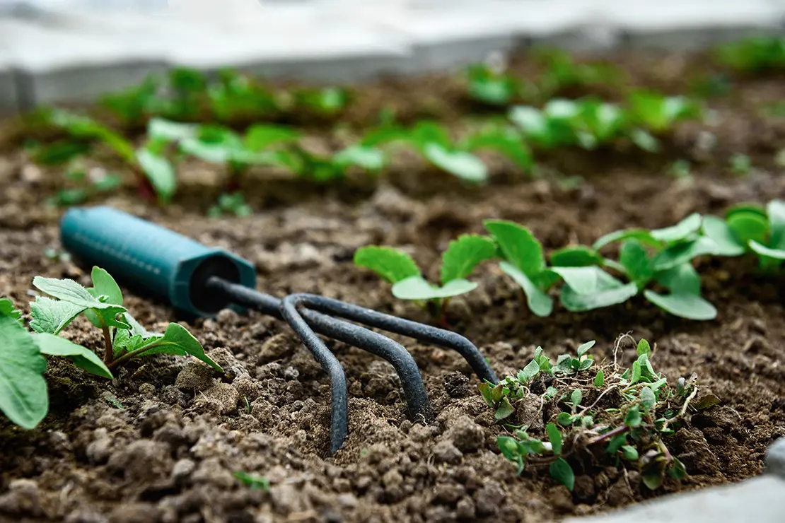 Eine kleine Gartenharke liegt neben jungen Radieschenpflanzen im Beet.