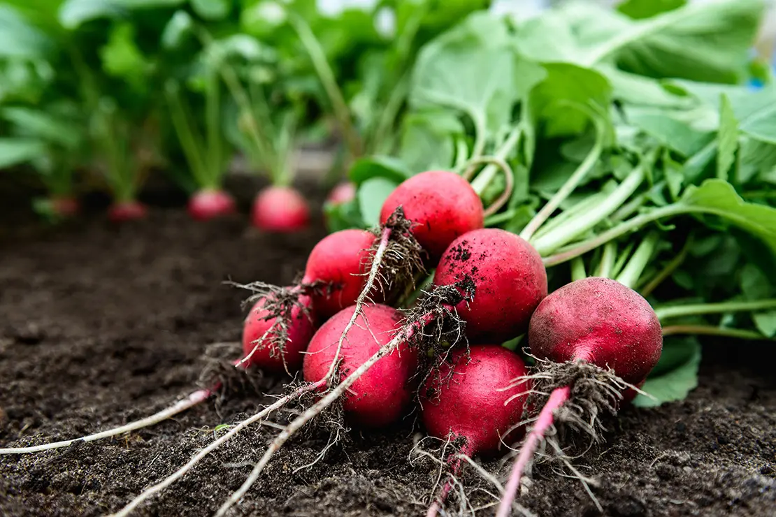 Ein Bund frisch ausgegrabener Radieschen liegt auf einem Beet mit feiner Erde. Im Hintergrund sind weitere Radieschenpflanzen zu sehen, die noch in der Erde stecken.
