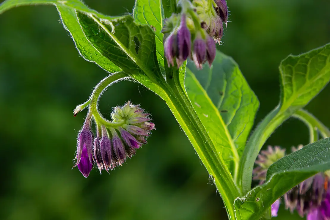 Violettfarbene Blüte des Echten Beinwells in der Nahaufnahme.
