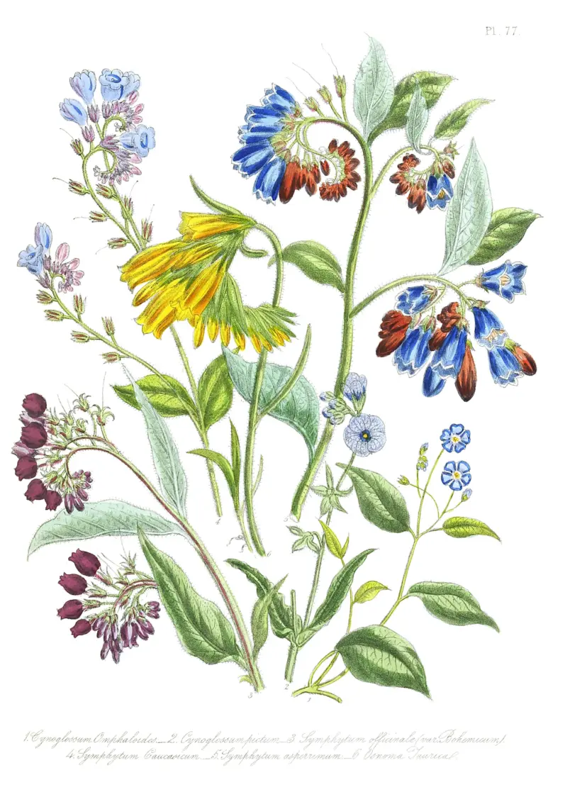 Eine botanische Illustration von Jane Loudon, die verschiedene farbenfroh blühende Pflanzen zeigt.