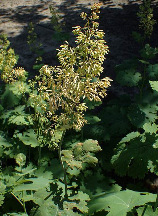 Macleaya cordata