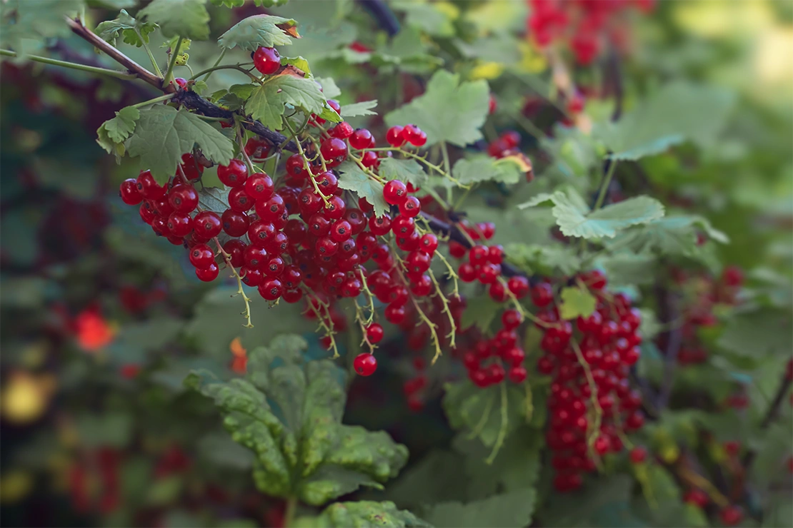 Beerendünger: Reife rote Johannisbeeren an einem Strauch. Foto: AdobeStock_Оксана Олейник