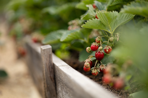 Erdbeeren in einem Hochbeet mit Holzplanken verkleidet. Foto: AdobeStock_Anna